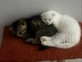 2 Aylık Erkek Scottish Fold Kardeşler