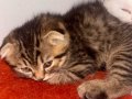 2 Aylık Erkek Scottish Fold Kardeşler