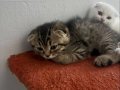 2 Aylık Erkek Scottish Fold Kardeşler