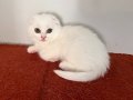 2 Aylık Erkek Scottish Fold Kardeşler