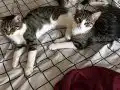 Mesto & Zuko, Güvenilir Eller Arıyor