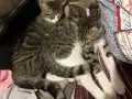 Mesto & Zuko, Güvenilir Eller Arıyor