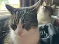 Mesto & Zuko, Güvenilir Eller Arıyor