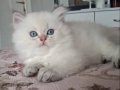 British Longhair Yavrular