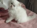 British Longhair Yavrular