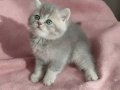 British Longhair Yavrular