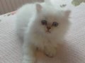 British Longhair Yavrular