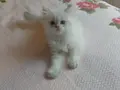 British Longhair Yavrular