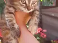 2 Aylık Tekir Yavru 