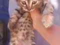 2 Aylık Tekir Yavru 