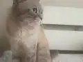 5 Yaşında Erkek British Shorthair