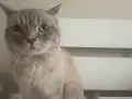 5 Yaşında Erkek British Shorthair