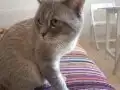 5 Yaşında Erkek British Shorthair