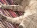 5 Yaşında Erkek British Shorthair