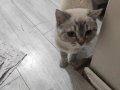 1 yaşında Dişi Kısır Değil Kum Eğitimi Var Kuru Mama Yiyor 