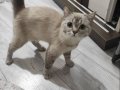 1 yaşında Dişi Kısır Değil Kum Eğitimi Var Kuru Mama Yiyor 