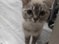 1 yaşında Dişi Kısır Değil Kum Eğitimi Var Kuru Mama Yiyor 