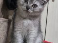 2 Aylık British Shorthair Yavrumuz Yeni Yuvasını Arıyor