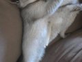 2 Aylık British Shorthair Yavrumuz Yeni Yuvasını Arıyor