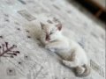 Scottish fold kedi yavrusu 