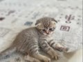 Scottish fold kedi yavrusu 