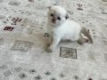 Scottish fold kedi yavrusu 