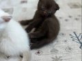 Scottish fold kedi yavrusu 