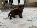 Scottish fold kedi yavrusu 