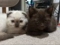 Cins kedi 