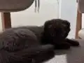 Cins kedi 