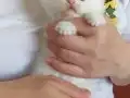 Yuvarlak Yüzlü British Shorthair Yavrularım