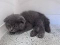 1.5 Aylık Scottish Fold Yavrusu