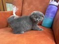 1.5 Aylık Scottish Fold Yavrusu