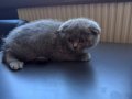 1.5 Aylık Scottish Fold Yavrusu