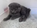 1.5 Aylık Scottish Fold Yavrusu