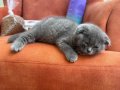 1.5 Aylık Scottish Fold Yavrusu