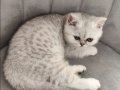 70 Günlük Silver British Shorthair Yavru 