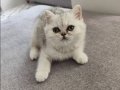 70 Günlük Silver British Shorthair Yavru 