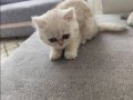 70 Günlük Silver British Shorthair Yavru 