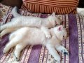 70 Günlük Silver British Shorthair Yavru 