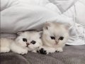 70 Günlük Silver British Shorthair Yavru 