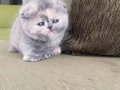 2 Aylık Scottish Fold Dişi Yavru