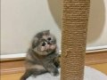2 Aylık Scottish Fold Dişi Yavru
