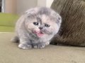 2 Aylık Scottish Fold Dişi Yavru
