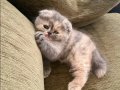 2 Aylık Scottish Fold Dişi Yavru