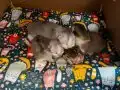2 Aylık British Shorthair Yavrularımız Yeni Yuva Arıyor 