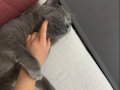 British Shorthair Sahiplendirilecektir