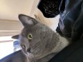 British Shorthair Sahiplendirilecektir