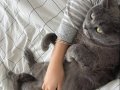 British Shorthair Sahiplendirilecektir
