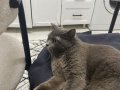 British Shorthair Sahiplendirilecektir